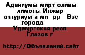 Адениумы,мирт,оливы,лимоны,Инжир, антуриум и мн .др - Все города  »    . Удмуртская респ.,Глазов г.